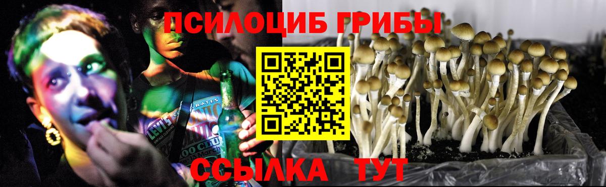 Галлюциногенные грибы прущие грибы  Вход с VPN  Будённовск 